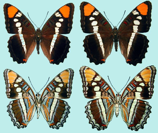 butterfly male/female dorsal/ventral series