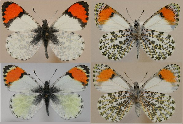 butterfly male/female dorsal/ventral series