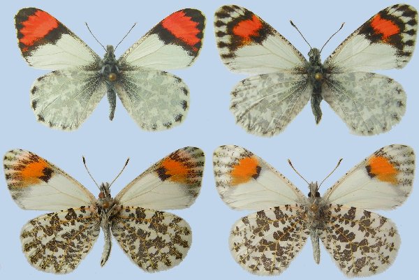 butterfly male/female dorsal/ventral series