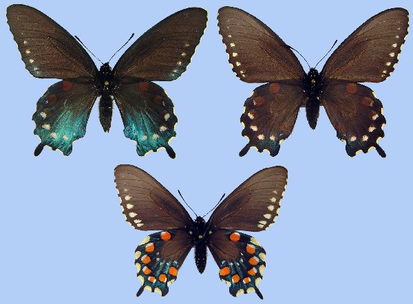 butterfly male/female dorsal/ventral series